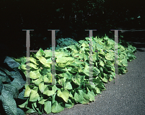 Picture of Hosta  'Gold Edger'