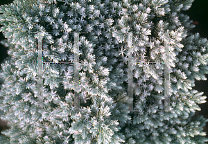 Picture of Juniperus squamata 'Blue Star'