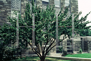 Picture of Cornus officinalis 