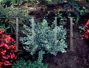 Picture of Euonymus fortunei 'Emerald Gaiety'