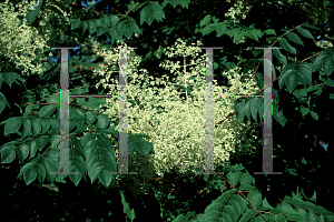 Picture of Aralia elata 