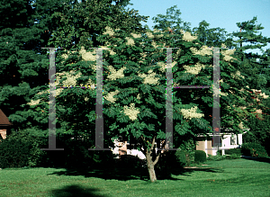 Picture of Aralia elata 