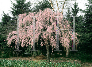 Picture of Prunus subhirtella 'Pendula'