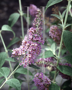 Picture of Buddleia  'Lochinch'