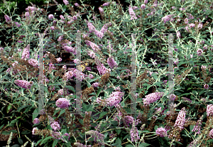 Picture of Buddleia  'Lochinch'