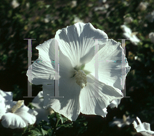 Picture of Hibiscus syriacus 'Diana'