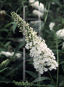 Picture of Buddleia davidii 'White Profusion'
