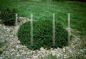 Picture of Berberis thunbergii 'Kobold'