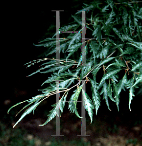 Picture of Fagus sylvatica 'Asplenifolia'