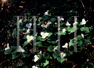 Picture of Trillium grandiflorum 