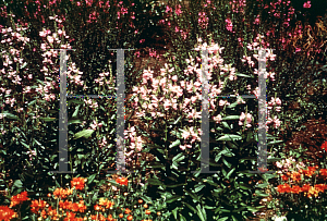 Picture of Physostegia virginiana 'Mordea Beauty'