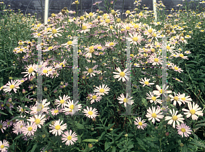 Picture of Boltonia asteroides var. latisquama 'Nana'