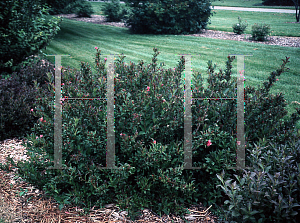 Picture of Weigela florida 'Rumba'