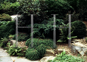 Picture of Tsuga canadensis 'Coles Prostrate'