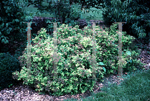 Picture of Spiraea japonica 'Golden Princess'