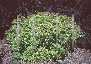 Picture of Spiraea  'Goldmound'