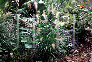 Picture of Pennisetum alopecuroides 'Hamelin'