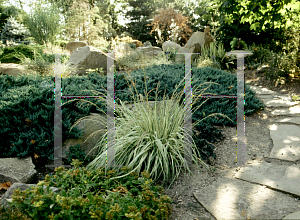 Picture of Molinia caerulea 'Variegata'