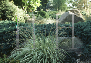 Picture of Molinia caerulea 'Variegata'