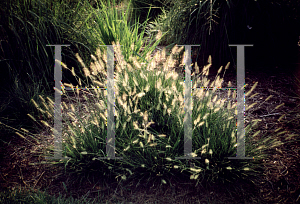 Picture of Pennisetum alopecuroides 'Little Bunny'