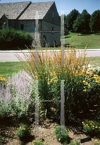 Picture of Calamagrostis x acutiflora 'Karl Foerster'