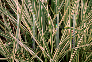 Picture of Miscanthus sinensis 'Variegatus'