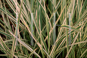 Picture of Miscanthus sinensis 'Variegatus'