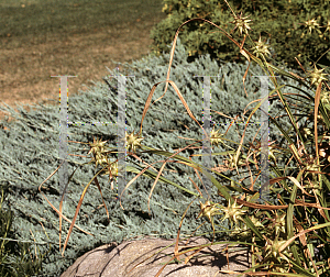 Picture of Carex grayi 