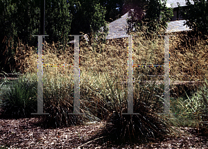 Picture of Deschampsia caespitosa 'Goldgehaenge(Gold Shower)'