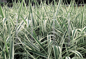 Picture of Phalaris arundinacea 'Picta'