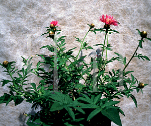 Picture of Centaurea dealbata 