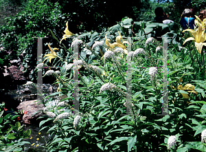 Picture of Lysimachia clethroides 