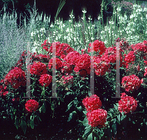 Picture of Phlox paniculata 'Starfire'