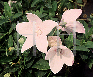 Picture of Platycodon grandiflorus 'Mother of Pearl'