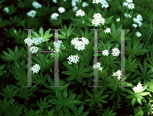 Picture of Galium odoratum 