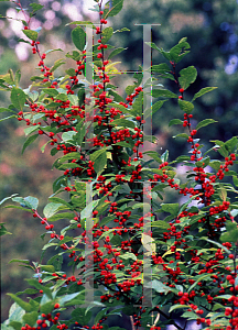 Picture of Ilex verticillata 'Scarlett O'Hara'