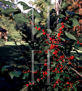 Picture of Ilex verticillata 'Scarlett O'Hara'