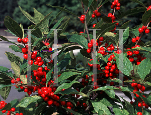 Picture of Ilex verticillata 'Winter Red'