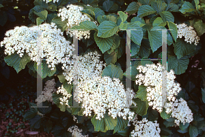 Picture of Viburnum dilatatum 'Erie'