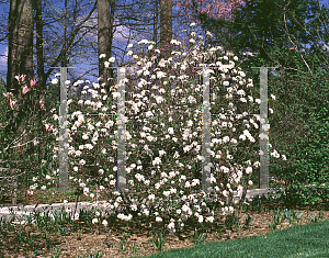 Picture of Viburnum x burkwoodii 'Mohawk'