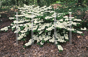 Picture of Viburnum plicatum f. tomentosum 'Shasta'