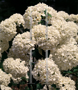 Picture of Viburnum  'Eskimo'