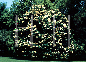 Picture of Syringa reticulata 'Ivory Silk'