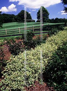 Picture of Cornus stolonifera 'Silver and Gold'