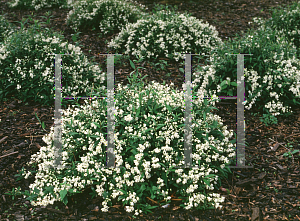 Picture of Deutzia gracilis 'Nikko'