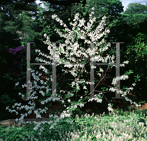 Picture of Halesia diptera var. magniflora 