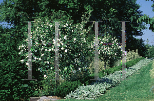 Picture of Hibiscus syriacus 'Diana'