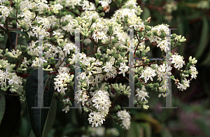 Picture of Heptacodium miconioides 