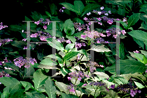 Picture of Hydrangea serrata 'Blue Billow'