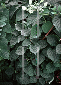 Picture of Schizophragma hydrangeoides 'Moonlight'